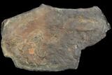 Cruziana (Fossil Trilobite Trackway) - Morocco #118334-1